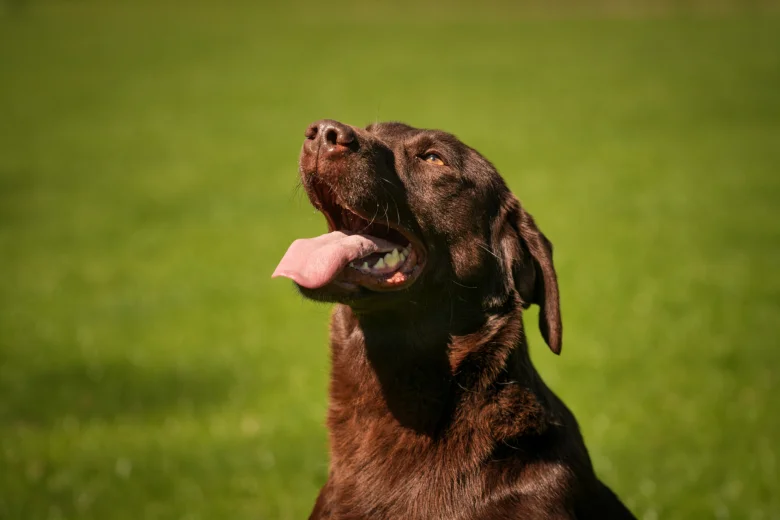 Labrador Retriever