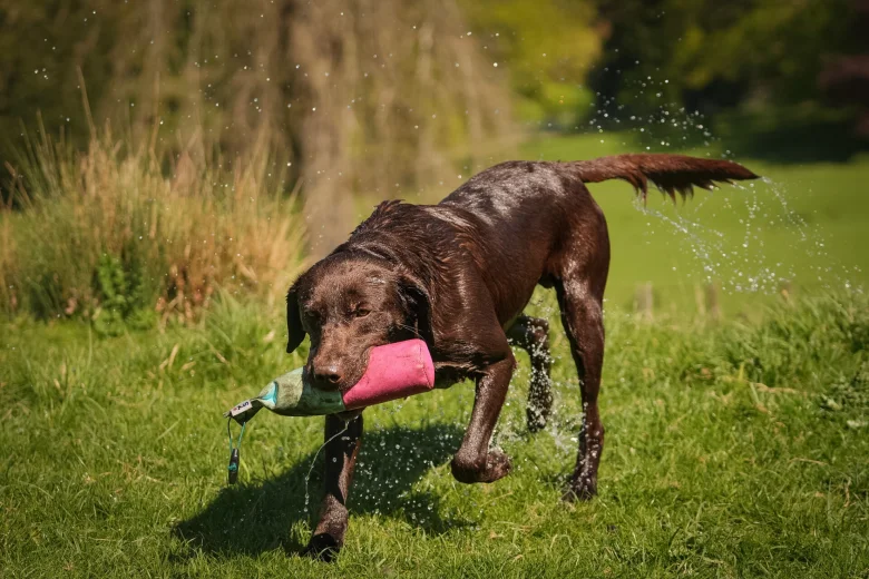 Labrador Retriever