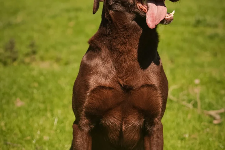 Labrador Retriever