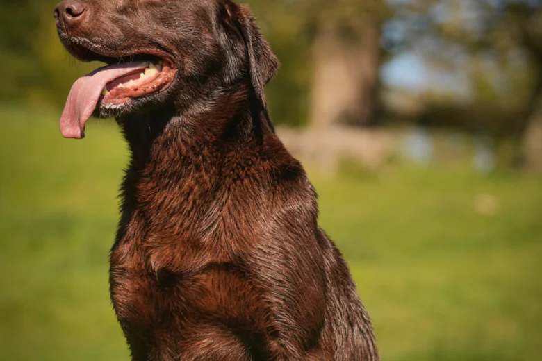 Labrador Retriever