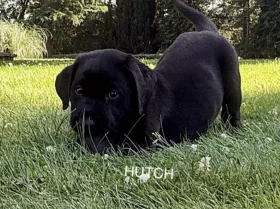 Labrador Retriever