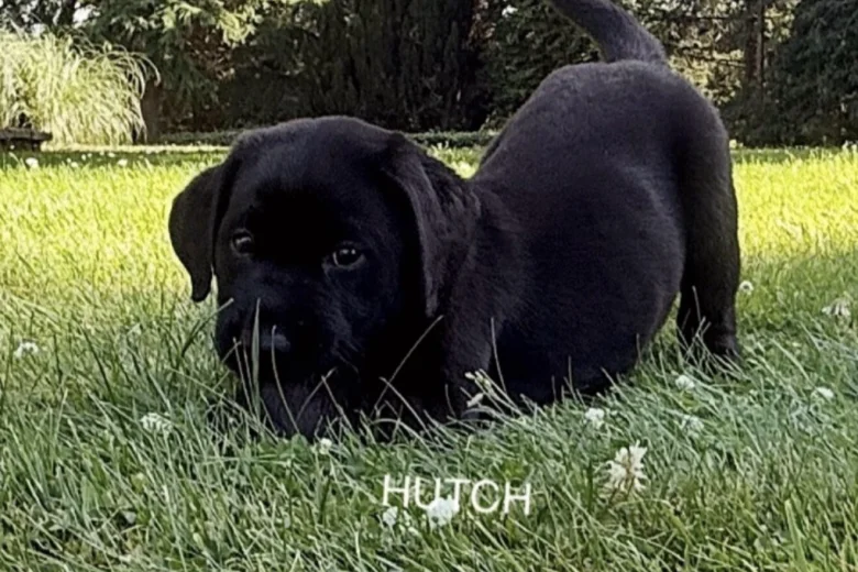 Labrador Retriever