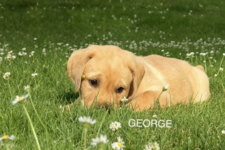 Labrador Retriever