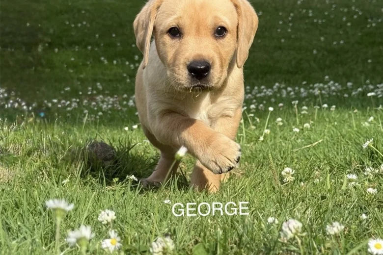 Labrador Retriever