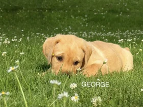 Labrador Retriever