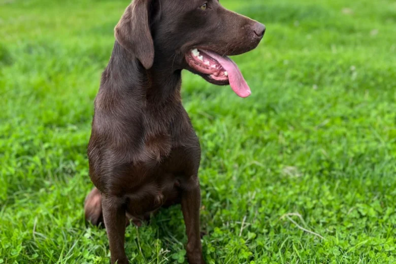 Labrador Retriever