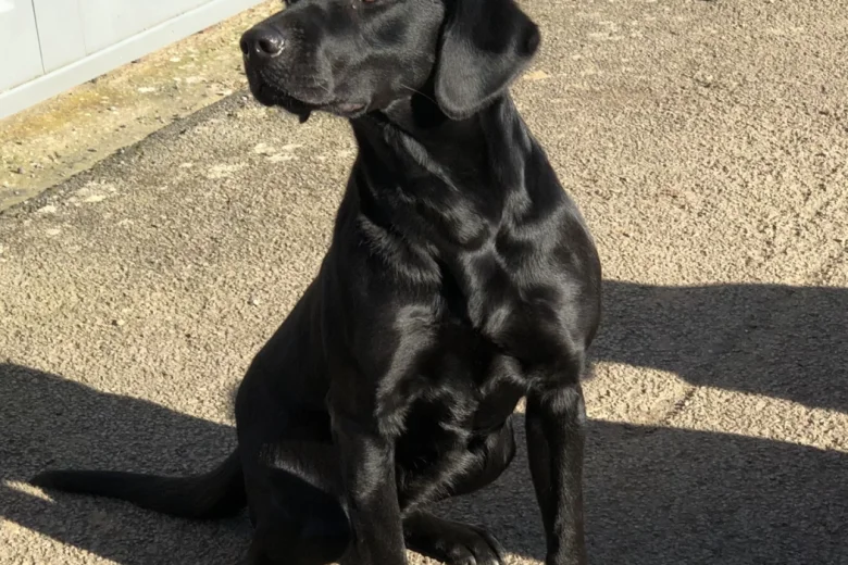 Labrador Retriever