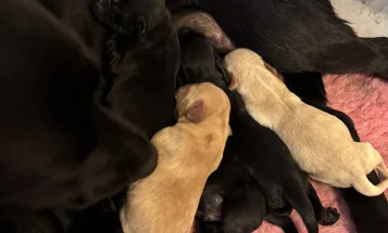 Labrador Retriever