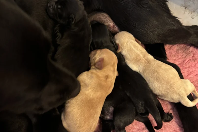 Labrador Retriever