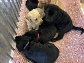 Labrador Retriever