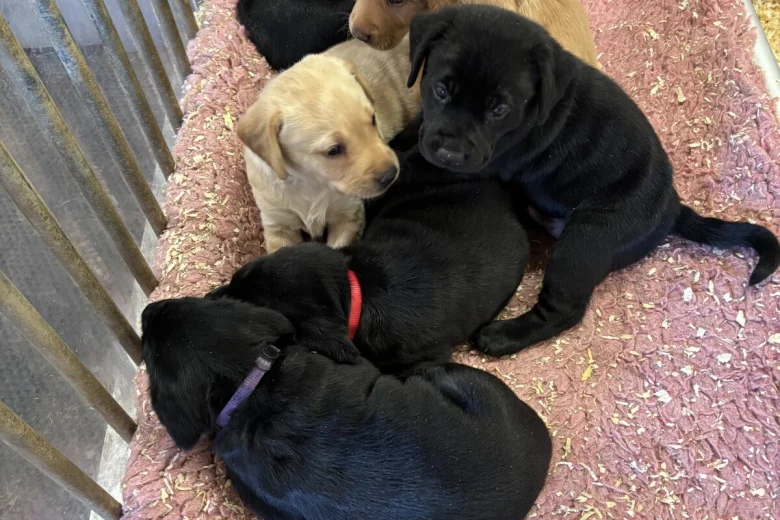Labrador Retriever