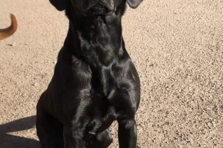 Labrador Retriever