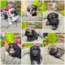 Mixed Breed