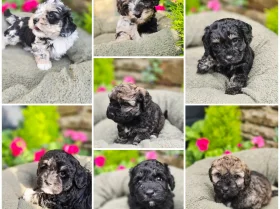 Mixed Breed