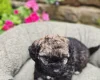 Mixed Breed