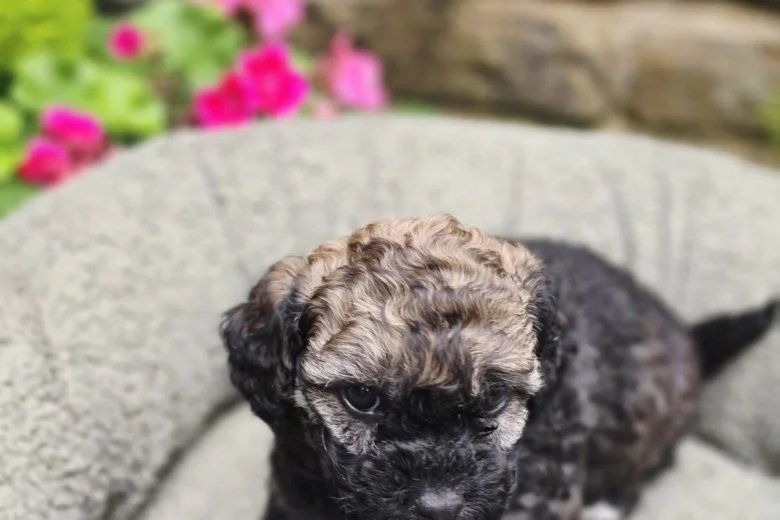 Mixed Breed