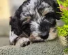 Mixed Breed