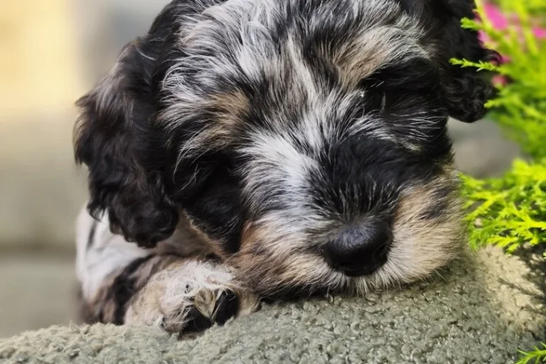 Mixed Breed