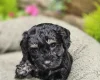 Mixed Breed