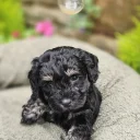 Mixed Breed