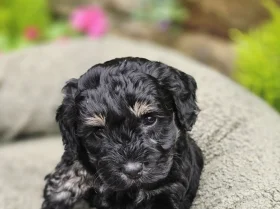 Mixed Breed