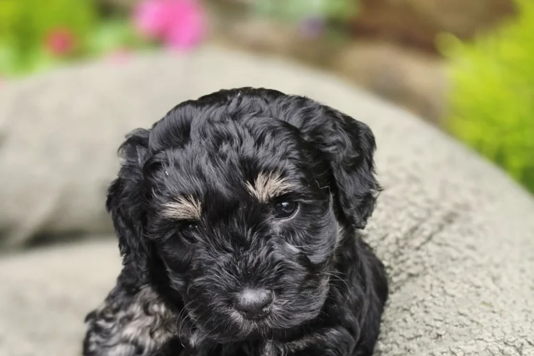 Mixed Breed
