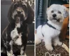 Mixed Breed