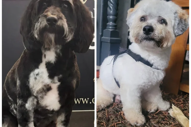 Mixed Breed