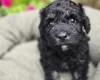 Mixed Breed