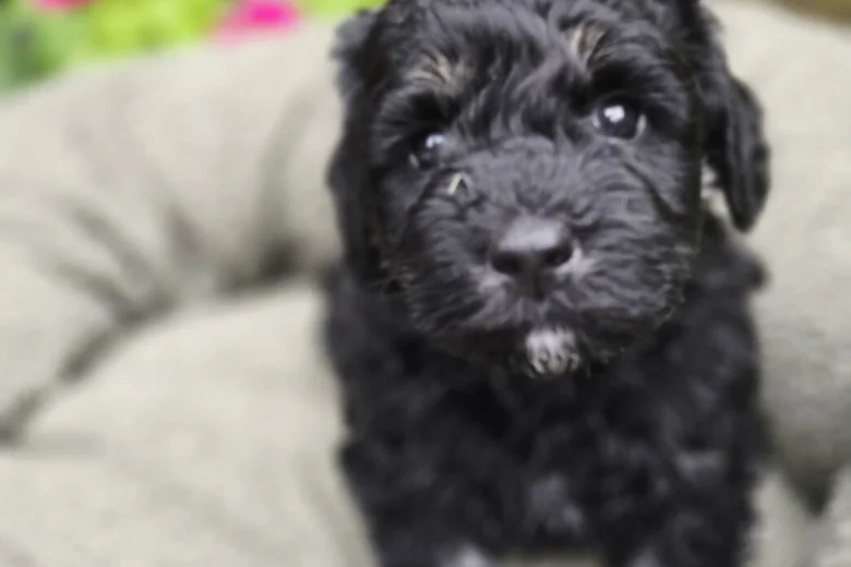 Mixed Breed
