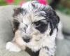 Mixed Breed