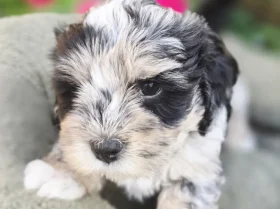 Mixed Breed