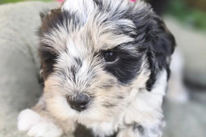 Mixed Breed