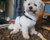 Mixed Breed