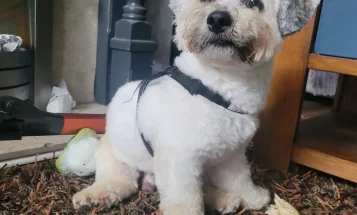 Mixed Breed