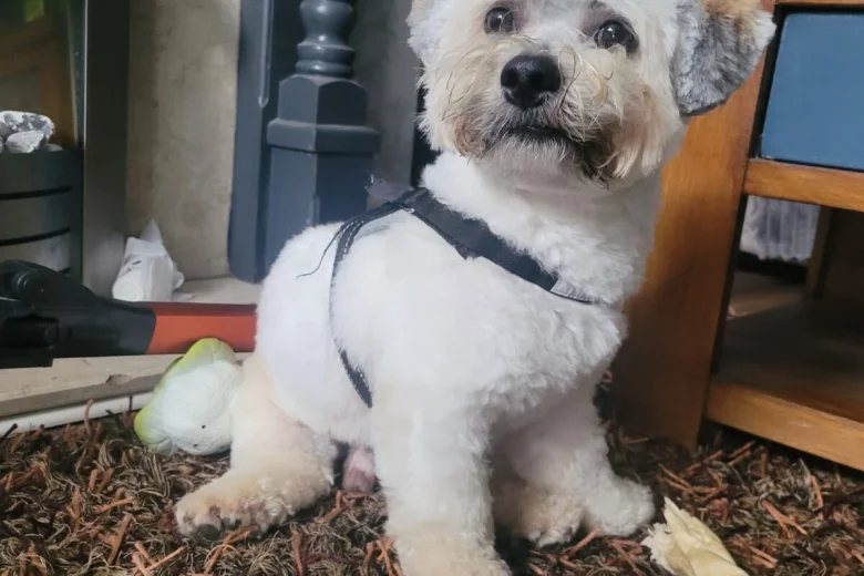 Mixed Breed