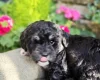 Mixed Breed