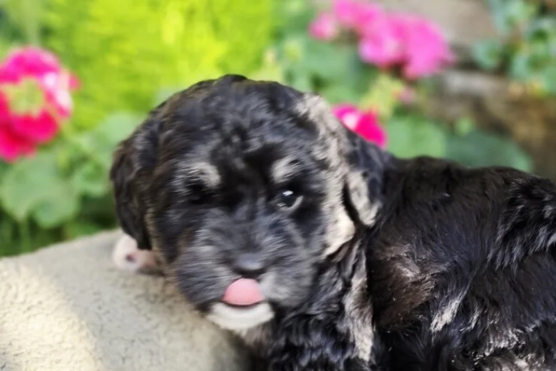 Mixed Breed