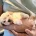 Maltipoo