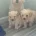 Maltipoo