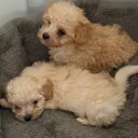Maltipoo