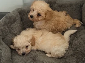 Maltipoo