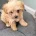 Maltipoo