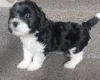 Lhasa Apso