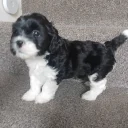 Lhasa Apso