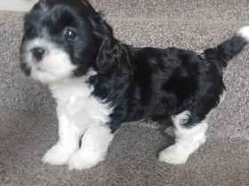 Lhasa Apso
