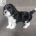 Lhasa Apso