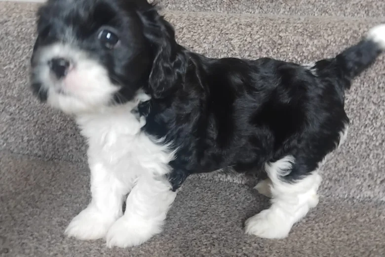 Lhasa Apso