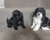Lhasa Apso
