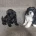 Lhasa Apso